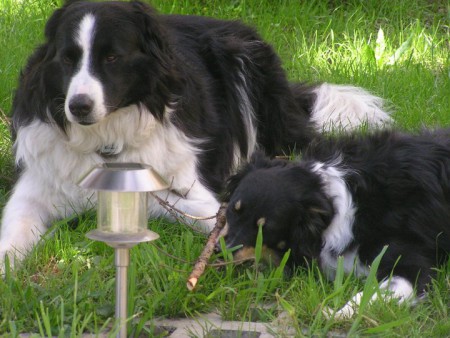 Li. Tommy(*1.1.2000) leider am 4.9.2012 verstorben - rechts Jessy